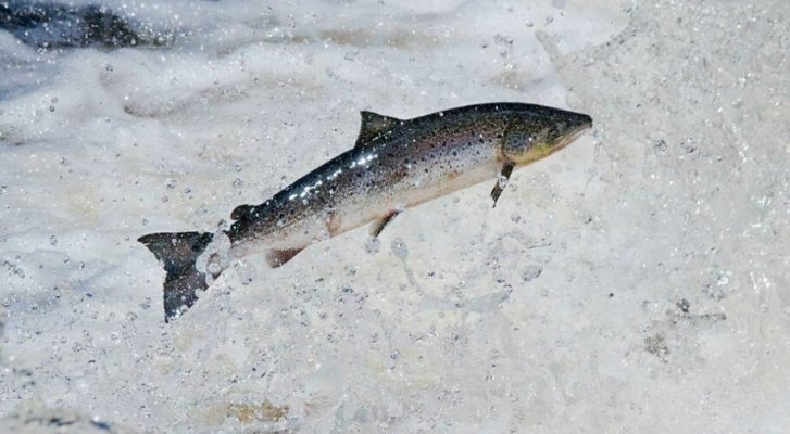 Scotland Launches Fund to Save Wild Salmon Stocks