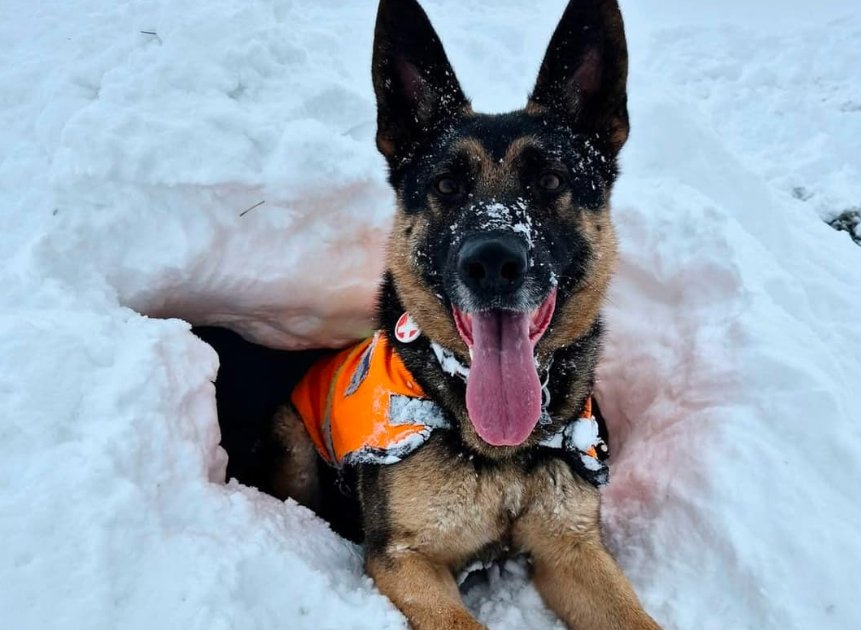 avalanche forecasting dog Scotland