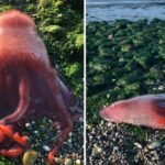Rare Seven-Legged Octopus Found on Scottish Beach