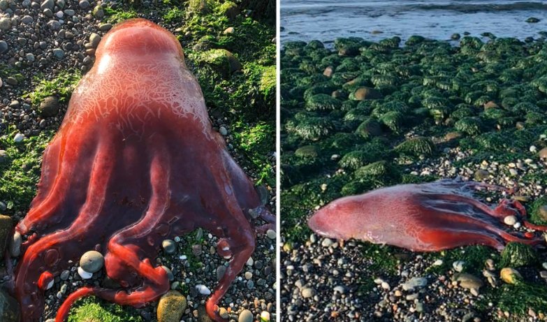 Rare Seven-Legged Octopus Found on Scottish Beach