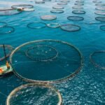 Scotland Aquaculture Booms: Turnover Hits £1.2bn