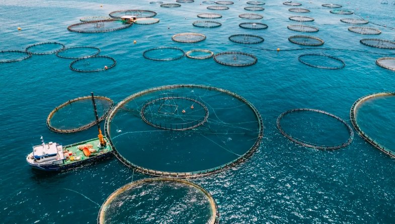 Scotland Aquaculture Booms: Turnover Hits £1.2bn