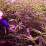 Cannabis Firm Sets Up Scotland Plant, Adds 100 Jobs