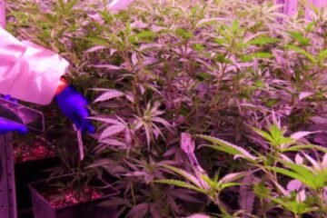Cannabis Firm Sets Up Scotland Plant, Adds 100 Jobs