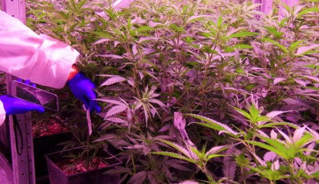 Cannabis Firm Sets Up Scotland Plant, Adds 100 Jobs