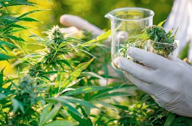 Cannabis Firm Sparks 100 Jobs in Scottish Borders