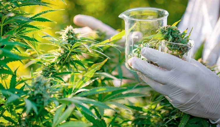 Cannabis Firm Sparks 100 Jobs in Scottish Borders