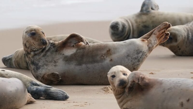 AI Boosts Seal Tourism Sustainability in Scotland