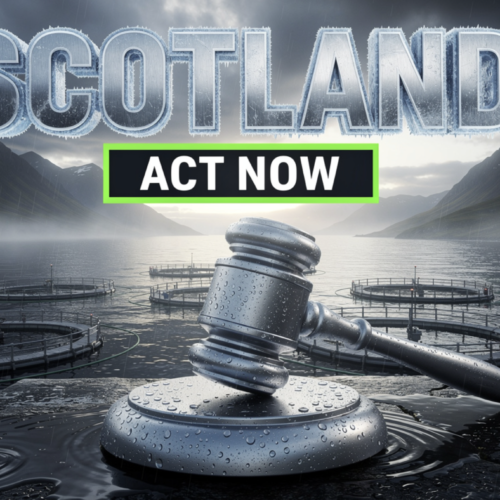 Scotland Has the Evidence. Now Comes the Hard Part