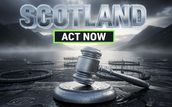 Scotland aquaculture regulation post-election 2026 policy reform