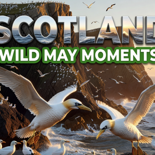 Gannets, Highland Cows Star in Scotland’s May Photos