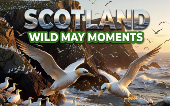 gannets flying over Shetland Noss island Scotland spring
