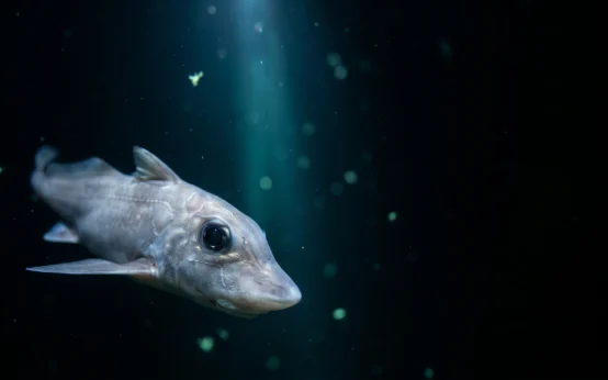 Ocean Census 1,121 new marine species discovery including a deep-sea ghost shark.