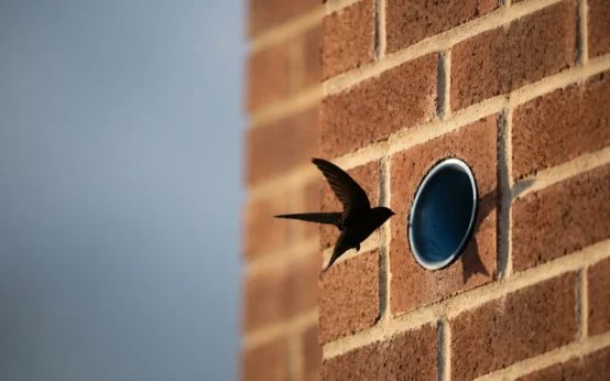 Scotland swift bricks law new buildings bird nesting spaces