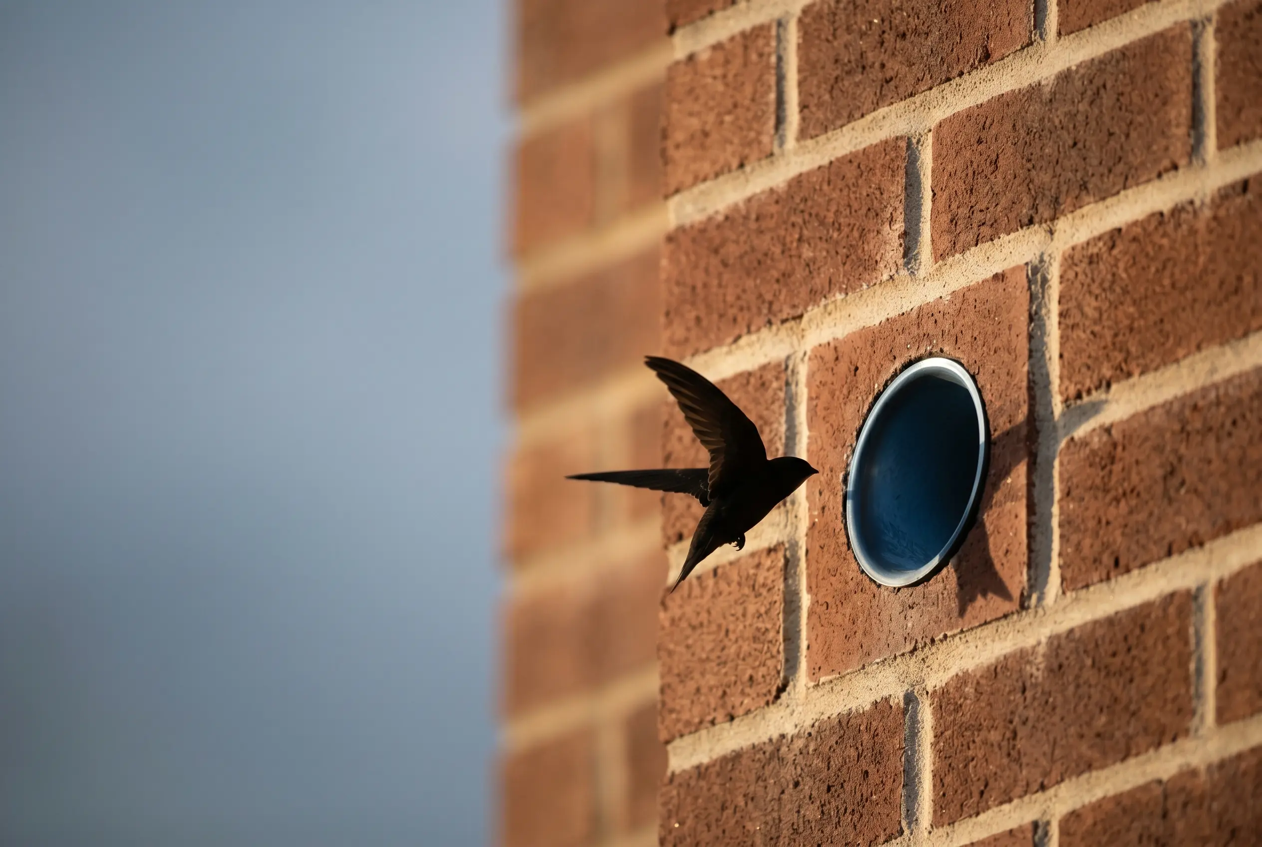Scotland swift bricks law new buildings bird nesting spaces