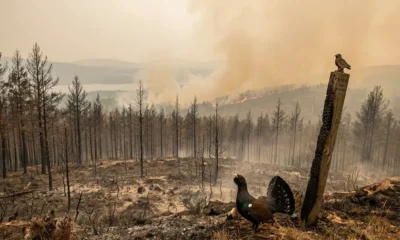 Cairngorms Wildfire Threatens Last Refuge of Scotland's Rarest Bird