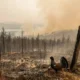 Cairngorms Wildfire Threatens Last Refuge of Scotland's Rarest Bird