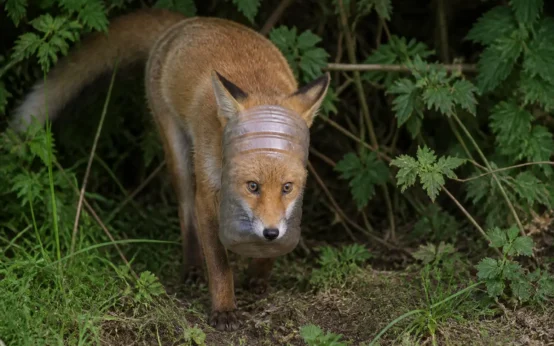 Glasgow fox cub plastic bottle head trap Scottish SPCA rescue