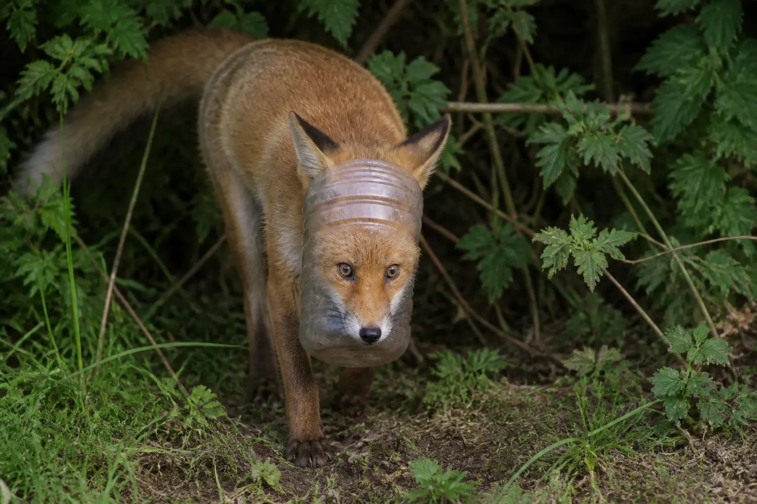 Glasgow fox cub plastic bottle head trap Scottish SPCA rescue