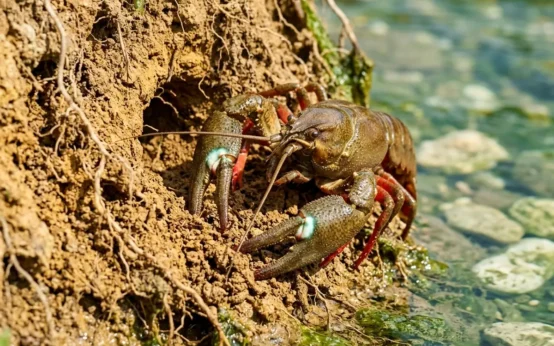 signal crayfish invasion UK rivers native white-clawed plague