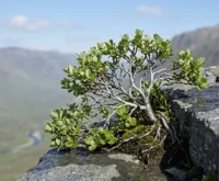 stunted mountain willow on Lochaber crag ledge funding