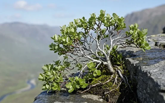 stunted mountain willow on Lochaber crag ledge funding