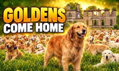 golden retrievers return Guisachan House 2028