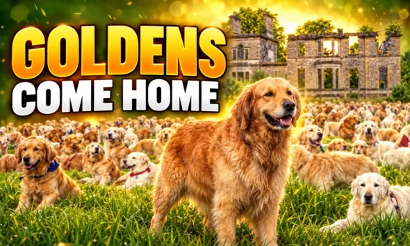 golden retrievers return Guisachan House 2028