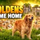 golden retrievers return Guisachan House 2028