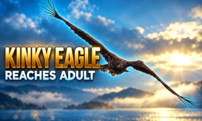 Kinky Mull sea eagle reaches adult territory