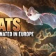 bats originated in Europe 65 million years ago