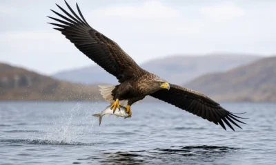 Kinky white-tailed eagle flying Loch Spelve Mull