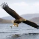 Kinky white-tailed eagle flying Loch Spelve Mull
