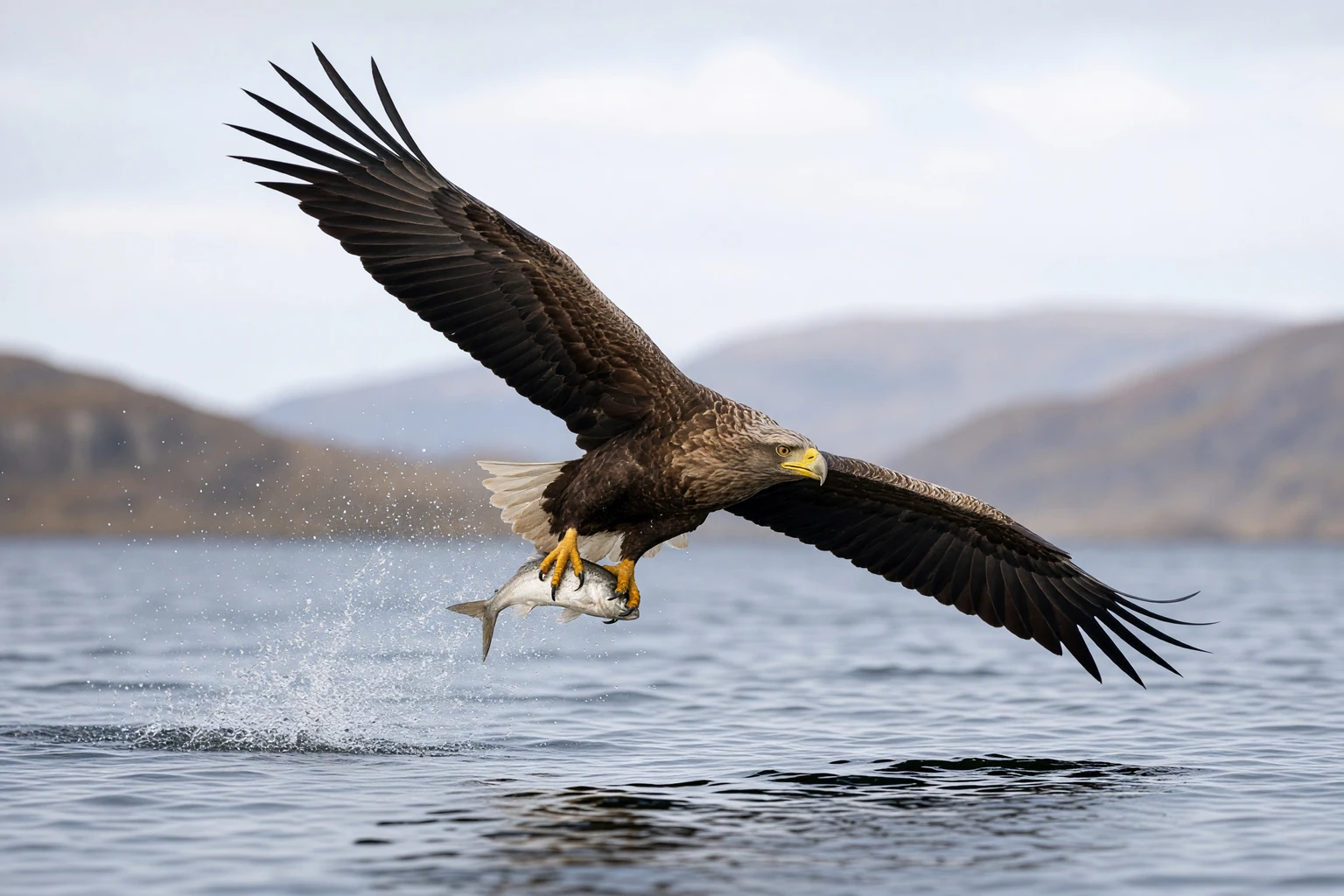 Kinky white-tailed eagle flying Loch Spelve Mull