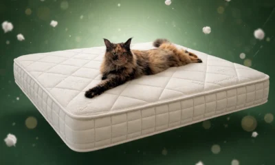 Naturepedic Serenade queen foam-free coil mattress review