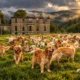 Golden Retrievers return Guisachan House 2028