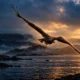 Kinky white-tailed eagle soars over Loch Spelve
