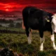 Scotland bluetongue restricted zone goes nationwide