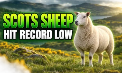 Scotland breeding ewes record low Highland destocking