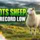 Scotland breeding ewes record low Highland destocking