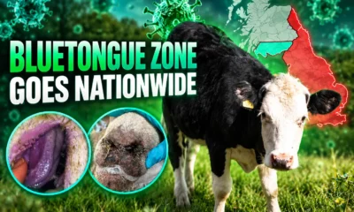 Scotland bluetongue restricted zone whole country expansion