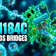 TM184C GPCR-like protein cell bridges and autophagy
