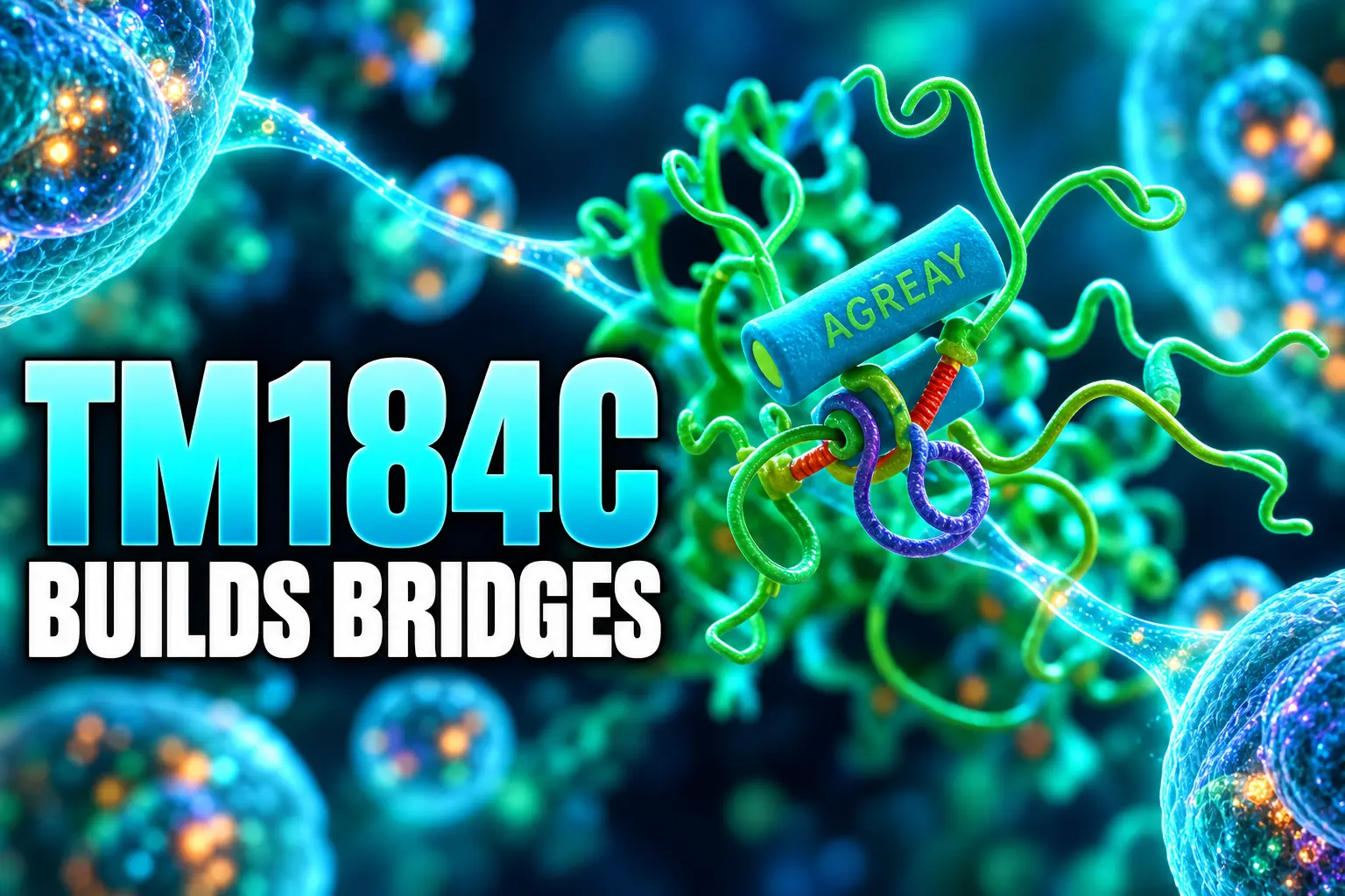 TM184C GPCR-like protein cell bridges and autophagy